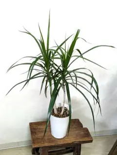 現品 ドラセナ ドラコ リュウケツジュ 流血樹 観葉植物 幹上り ドライ