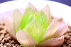 2025年最新】ロータス 多肉の人気アイテム - メルカリ