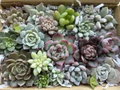 多肉植物　寄せ植えセット　カット苗b