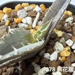 2026年最新】アガベ麻花龍の人気アイテム - メルカリ