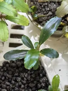 ブセファランドラ（斑入り株）Bucephalandra Pipto - メルカリ