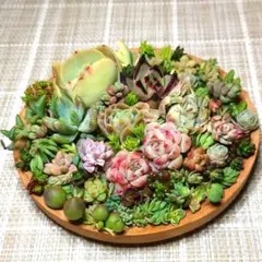 〈春色!〉a.エケベリア&セダムmix　寄植えセット　韓国苗　多肉植物