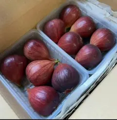 事前予約！大分県産　朝採り　イチジク 無花果　ドーフィン8月前後より出荷開始〜のサムネイル