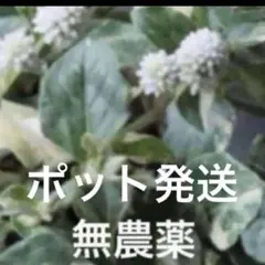 J⭐︎ポット発送⭐︎ポリゴナム 白花　ヒメツルソバ　寄せ植え　地植えどんどん増える Jポット発送⭐︎ポリゴナム 白花 ヒメツルソバ 寄せ植え 地植え