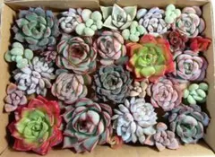 379 多肉植物カット苗セット　寄せ植えに♪