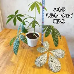 【リビングサイズ♡】パキラ ミルキーウェイ 斑入り 大型 リビングサイズ♡】パキラ ミルキーウェイ 斑入り 大型 - メルカリ
