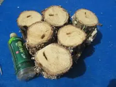 Item thumbnail for item deeea960-a303-46c4-9128-75369cf75cfb