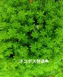 2026年最新】森村万年草の人気アイテム - メルカリ