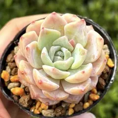 ❣️ピーチデーモン①❣️現品 エケベリア 寄せ植え 多肉弁当 多肉植物