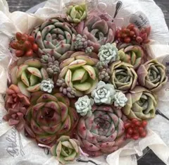 速達発送 多肉植物 カット苗 詰め合わせ
