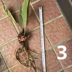 ④ソテツ 蘇轍 子株 新芽 脇芽3株セット 約30cm - メルカリ