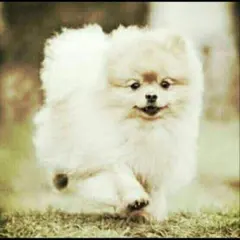 ＊yuruyuri様専用＊