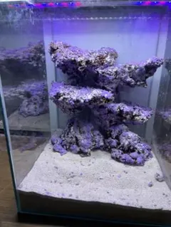 2026年最新】ライブロック 海水魚の人気アイテム - メルカリ