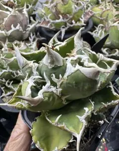 Agave 'Eborispina×Black&Blue'ラスト1株 - メルカリ