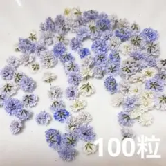 (01)かすみ草ドライフラワー100粒