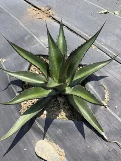 希少・名血統】原種交配種 Dragon Head 開花株 洋蘭 胡蝶蘭 - メルカリ