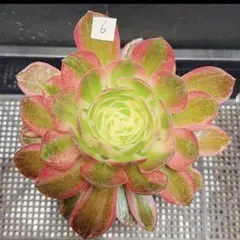 25#多肉植物アエオニウム錦❤️銅花順錦❤️1大頭12cm拔き苗 - メルカリ