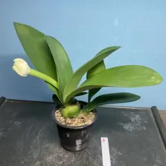 2025年最新】マユハケオモト ハエマンサスの人気アイテム - メルカリ