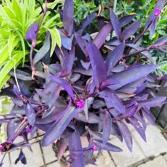 現品　斑入り　ムラサキゴテン　カット　2本　紫色ゴム 現品 斑入り ムラサキゴテン カット 2本 紫色ゴム