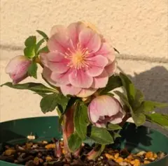 2025年最新】広瀬園芸 クリスマスローズの人気アイテム - メルカリ