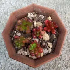 hit様 リクエスト 3点 まとめ商品