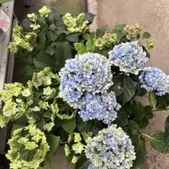 紫陽花 アジサイ 塩原花園 舞姫ブルー 水色の恋 5号 現物 5 - メルカリ