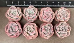 NAO様 リクエスト 5点 まとめ商品