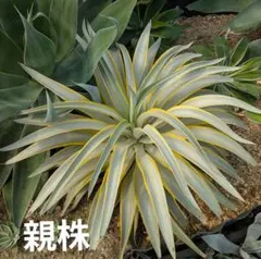 デスメティアーナ　現地引取り限定 ユッカ デスメティアーナ 引取り可能