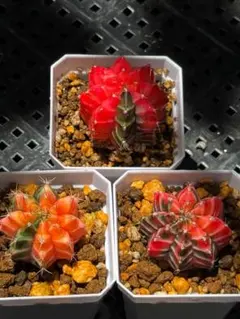 ギムノカリキウム 緋牡丹錦 3株セットのサムネイル