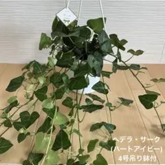 観葉植物　ヘデラ・サーク(ハートアイビー) 4号吊り鉢付のサムネイル