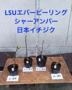 2025年最新】イチジク 苗 シャーアンバーの人気アイテム - メルカリ