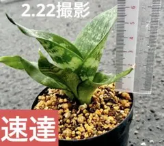 aniki様 リクエスト 2点 まとめ商品