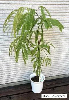 エバーフレッシュ㊳ 特大‼️2株植え‼️ボリューム‼️約87㎝ 6号 ※鉢
