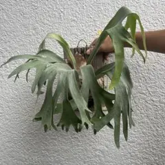 ビカクシダ E-1のサムネイル