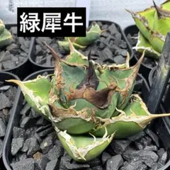 【専用】アガベ チタノタ　内棘SP &緑犀牛 2026年最新】緑犀牛の人気アイテム - メルカリ