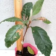 ビワ　実生苗　抜き苗 2C ビワ 実生苗 抜き苗 2C - メルカリ