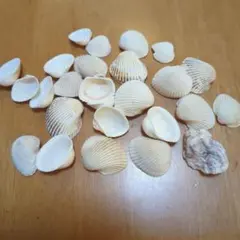白い貝殻 約28個セット　ビーチコーミング　アクアリウム　夏休みの自由研究