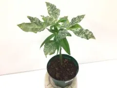 2026年最新】パキラ 斑入り 実生の人気アイテム - メルカリ