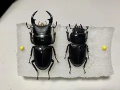 2026年最新】オオクワガタ標本の人気アイテム - メルカリ