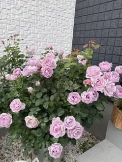 バラ苗　紫色バラ　花苗　しのぶれのサムネイル