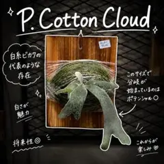 2026年最新】cotton cloud ビカクシダの人気アイテム - メルカリ