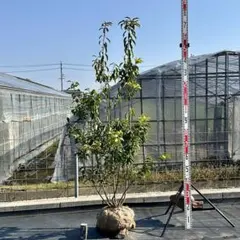 ソヨゴ 【樹高:約170㎝】Mar85和モダン 常緑樹 株立ちシンボルツリー