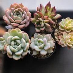 nao様 リクエスト 2点 まとめ商品