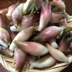 ミョウガ400g 甘酢漬け　ネコポス発送のサムネイル