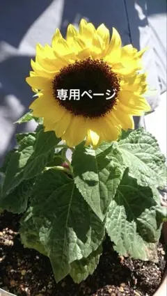 ユッピー☆様 リクエスト 2点 まとめ商品