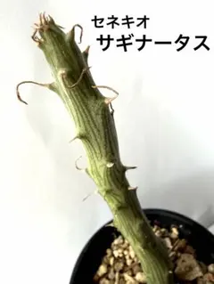 ☆鮮やかな赤の花☆ セネシオ　セネキオ　サギナータスのサムネイル