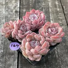 かぉりさん 様専用❗️167 &137 ザクロ　ビンビン　抜き苗　4苗セット❣️