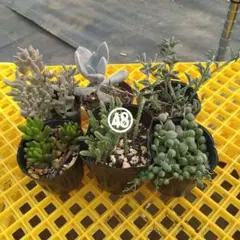 多肉植物セット 寄せ植え 匿名配送 ゆうゆうメルカリ便 - メルカリ