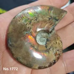 アンモナイト 化石 遊色 レインボー虹色光沢 鉱物 標本 約7.4cm 101g