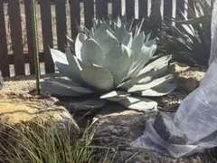 超希少！Parryi Guanajuato アガベ　パリー　グアナファト　親株！ 超希少！Parryi Guanajuato アガベ パリー グアナファト 親株！ - メルカリ